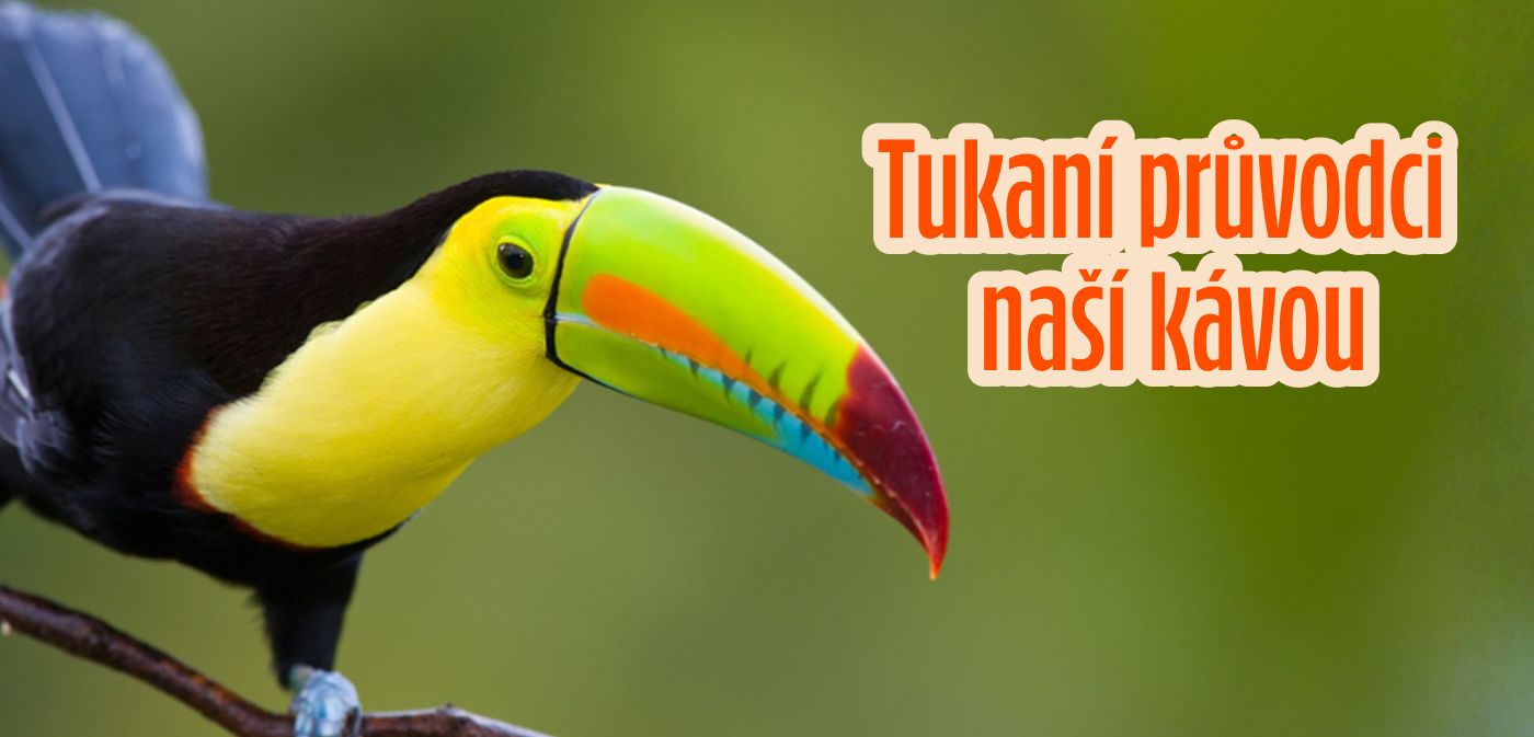 Tukaní průvodci naší kávou