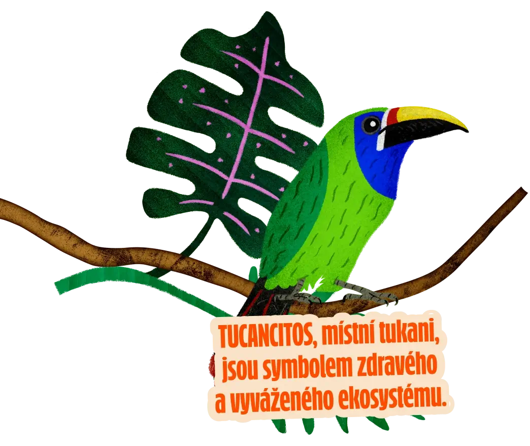 Tucancitos, místní tukani, jsou symbolem zdravého a vyváženého ekosystému